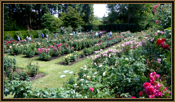 Rose Test Garden
