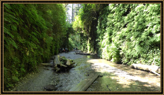 Fern Canyon
