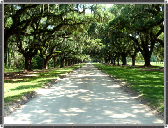 Avenue of Oaks