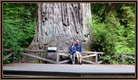Big Tree
