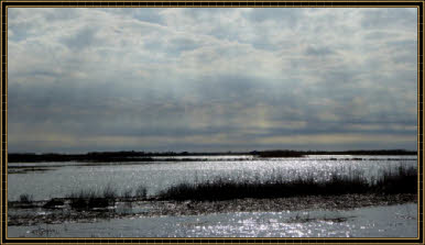 Shoveler Pond Overlook