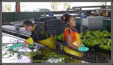 Bananen Plantage Del Monte