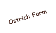 Ostrich Farm