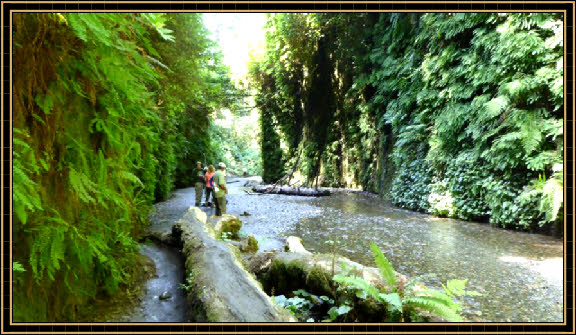 Fern Canyon