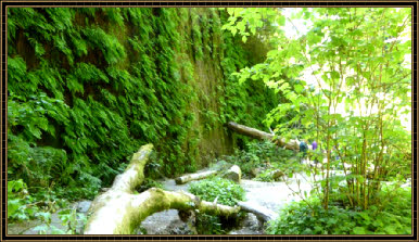 Fern Canyon