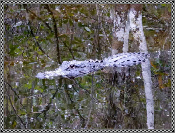 Alligator an der Loop Road