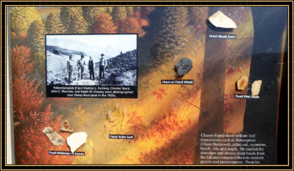 Painted Hills - Leaf Hill