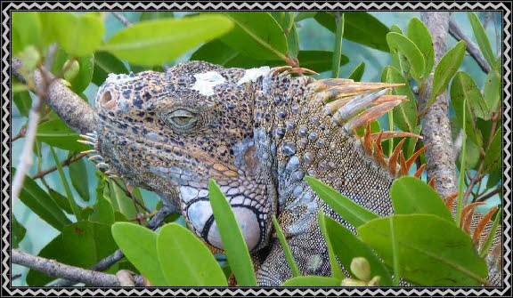 Frei im Park laufender Leguan