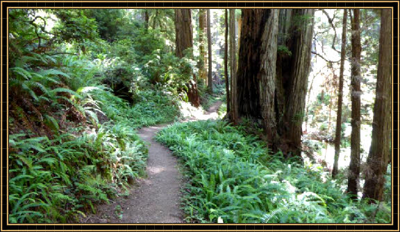 Clintonia Trail