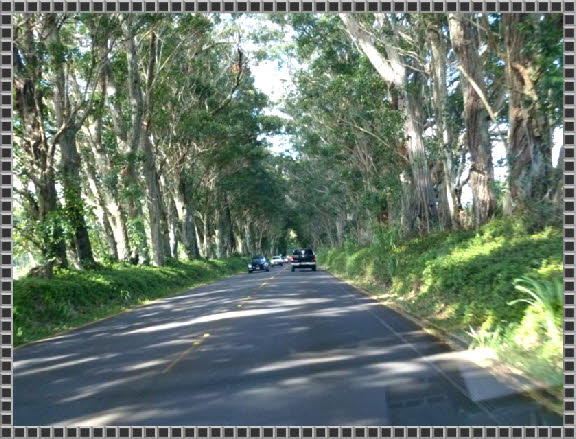 Maluhia Hwy. 520