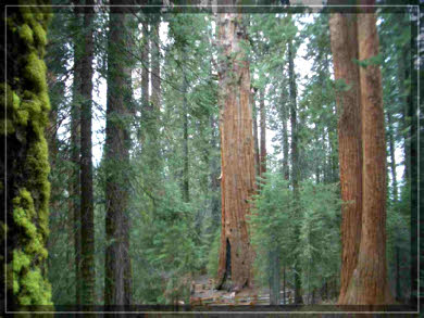 General Sherman Tree