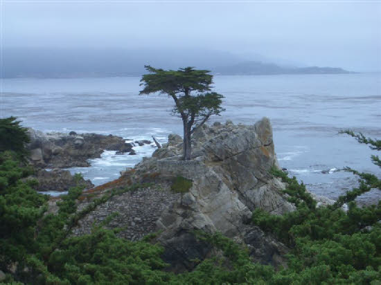 Lone Cypress