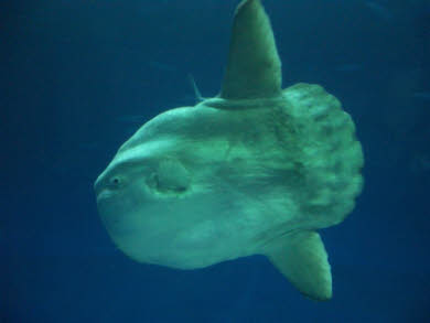 Sunfish