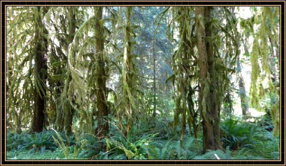Spruce Nature Trail