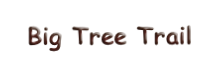 Big Tree Trail