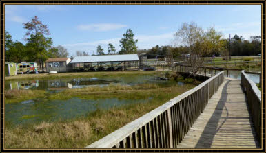 Gator Country