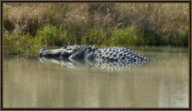 Gator Country