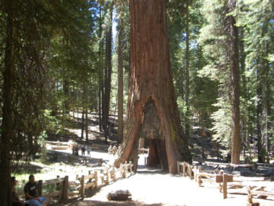 California Tunnel Tree