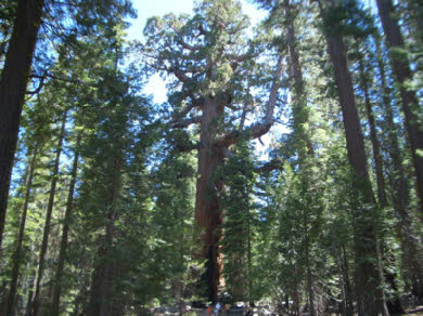 Grizzly Giant